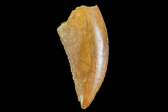 Serrated, Raptor Tooth - Morocco #72619